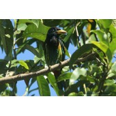 Report on the diversity of bird species in Kuiburi national park