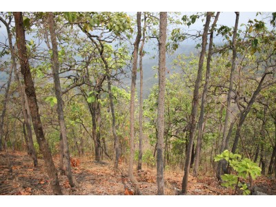 Dry Dipterocarp forest