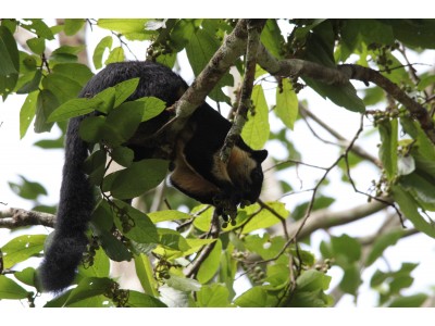 Black giant squirrel (Ratufa bicolor)