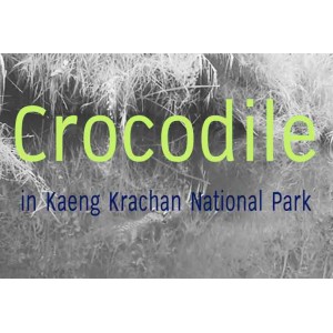 Attitudes and perspectives of local communities on the Siamese crocodile  (Crocodylus siamensis) management in Kaeng Krachan national park
